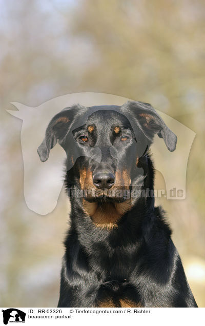 Beauceron im Portrait / beauceron portrait / RR-03326