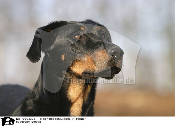 Beauceron im Portrait / beauceron portrait / RR-03328