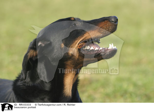 beauceron portrait / RR-03333