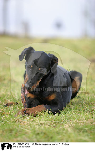 Liegender Beauceron / lying beauceron / RR-03335