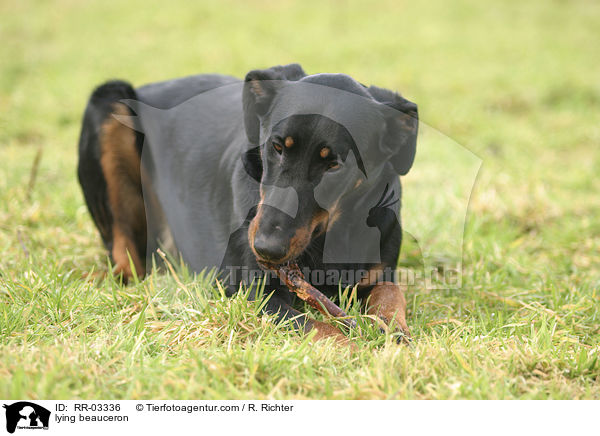 Liegender Beauceron / lying beauceron / RR-03336