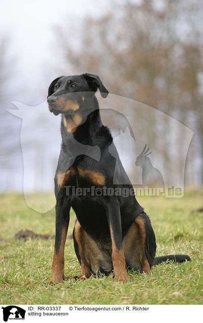 Beauceron im Sitz / sitting beauceron / RR-03337