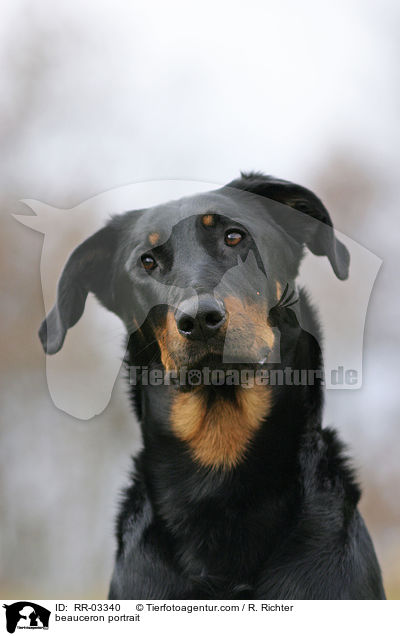 Beauceron im Portrait / beauceron portrait / RR-03340