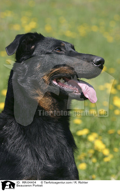 Beauceron Portrait / Beauceron Portrait / RR-04404