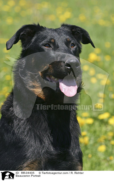 Beauceron Portrait / Beauceron Portrait / RR-04405