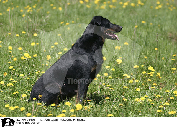 sitzender / sitting Beauceron / RR-04408