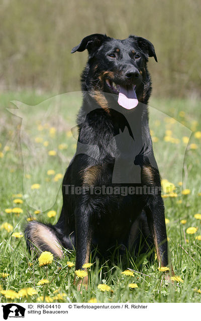 sitzender / sitting Beauceron / RR-04410