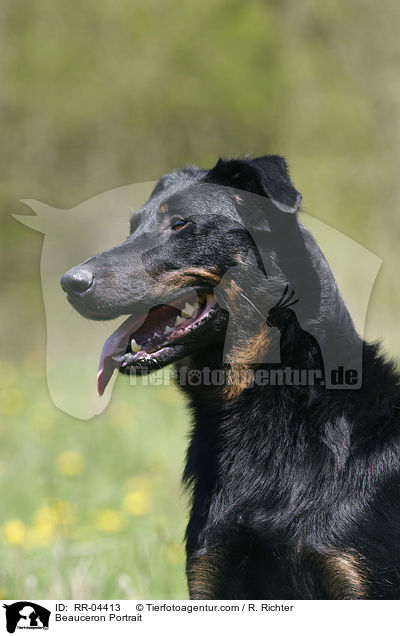 Beauceron Portrait / Beauceron Portrait / RR-04413