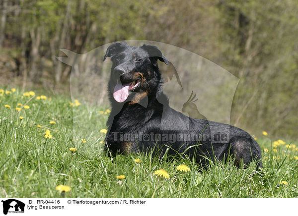 liegender / lying Beauceron / RR-04416