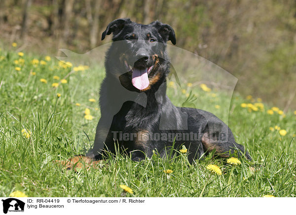 liegender / lying Beauceron / RR-04419