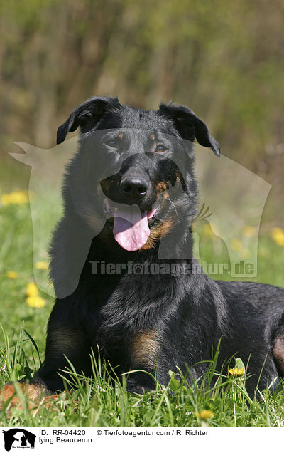 liegender / lying Beauceron / RR-04420