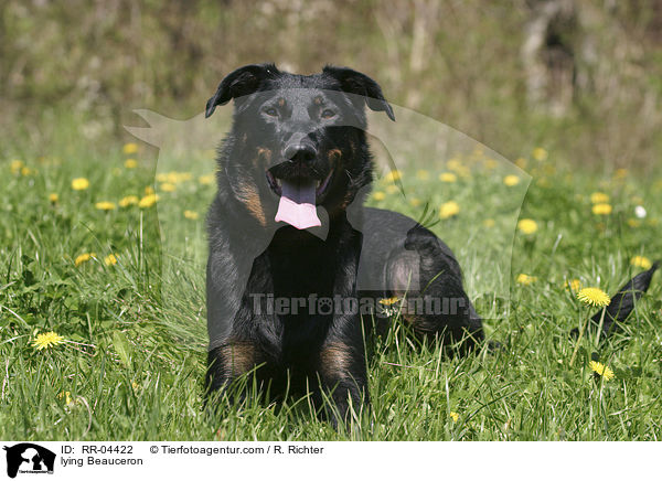 liegender / lying Beauceron / RR-04422
