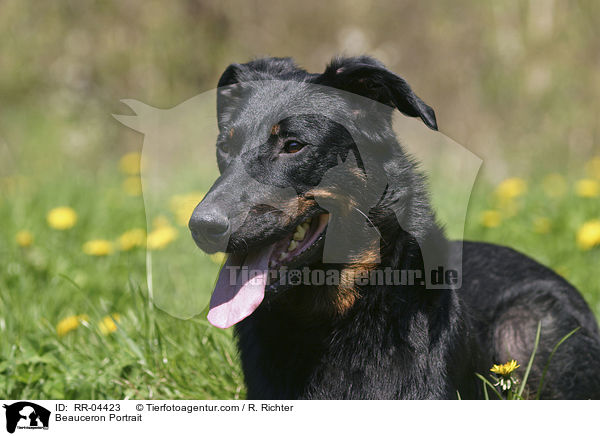 Beauceron Portrait / Beauceron Portrait / RR-04423