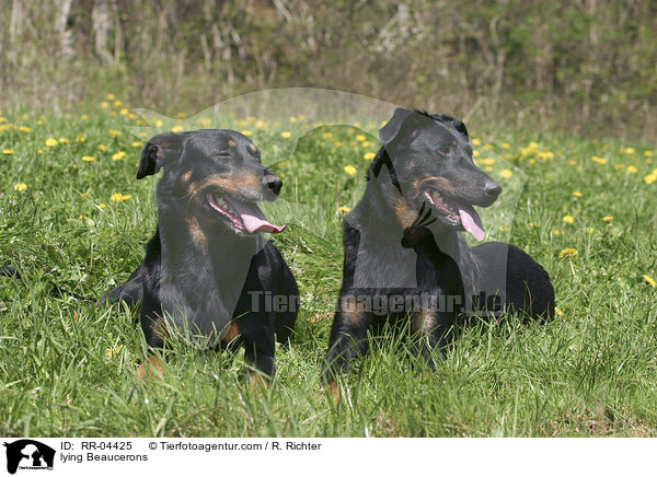 liegende / lying Beaucerons / RR-04425