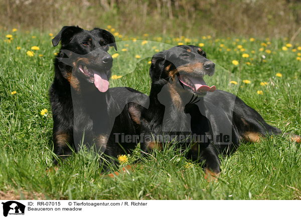 Beauceron auf Wiese / Beauceron on meadow / RR-07015