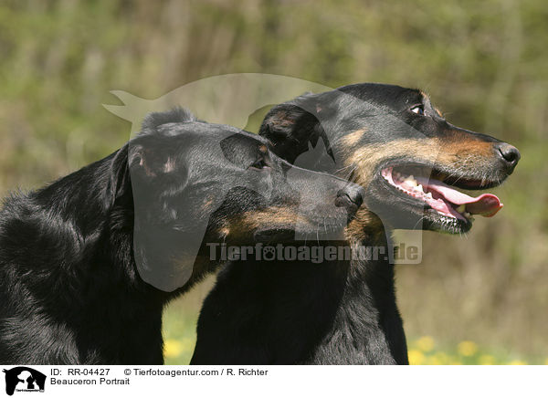 Beauceron Portrait / Beauceron Portrait / RR-04427