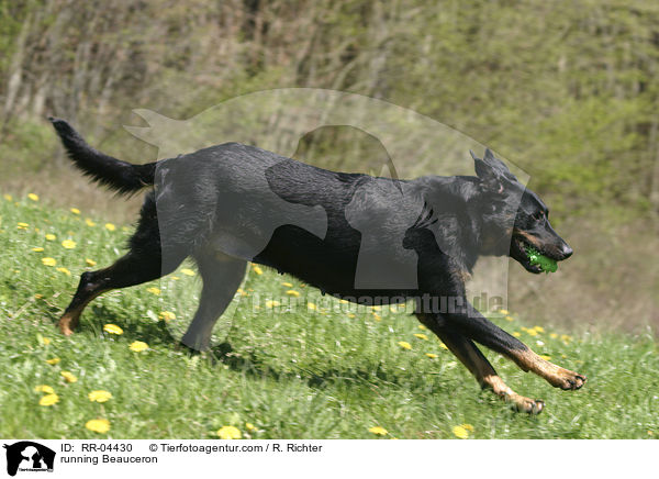 rennender / running Beauceron / RR-04430