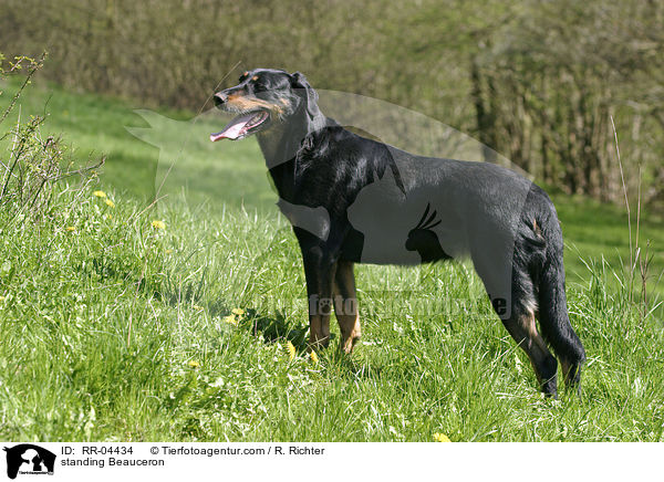 stehender / standing Beauceron / RR-04434