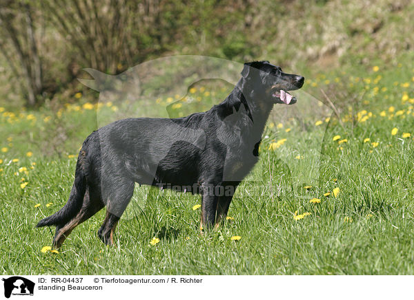 stehender / standing Beauceron / RR-04437