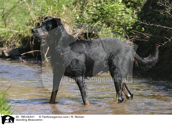 stehender / standing Beauceron / RR-04441