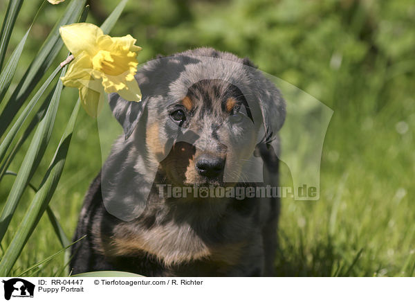 Beauceron Welpe / Puppy Portrait / RR-04447
