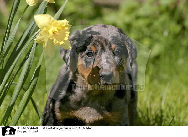 Beauceron Welpe / Puppy Portrait / RR-04448