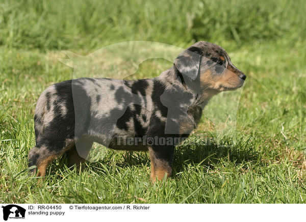stehender Beauceron Welpe / standing puppy / RR-04450