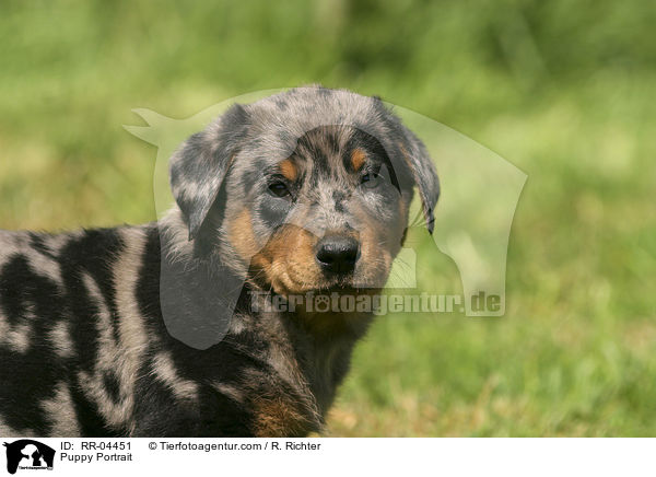 Beauceron Welpe / Puppy Portrait / RR-04451
