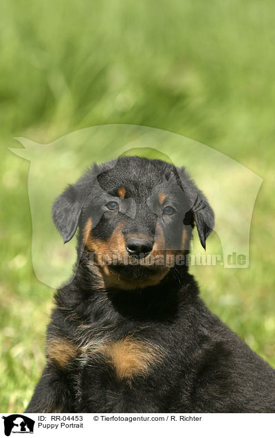 Beauceron Welpe / Puppy Portrait / RR-04453