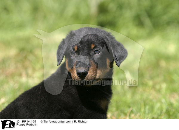 Beauceron Welpe / Puppy Portrait / RR-04455