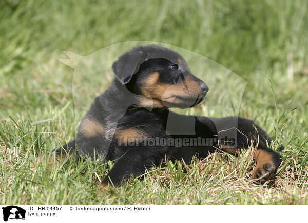 liegender Beauceron Welpe / lying puppy / RR-04457