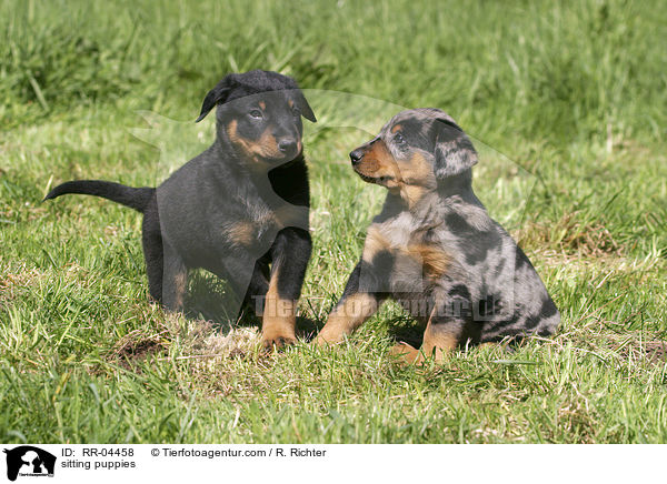 sitzende Beauceron Welpen / sitting puppies / RR-04458