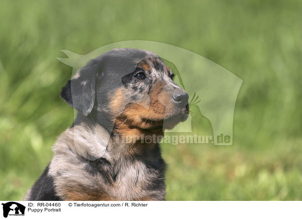 Beauceron Welpe / Puppy Portrait / RR-04460