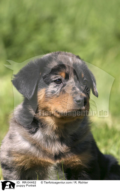 Beauceron Welpe / puppy Portrait / RR-04462