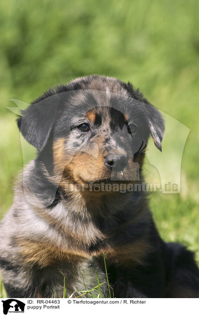 Beauceron Welpe / puppy Portrait / RR-04463