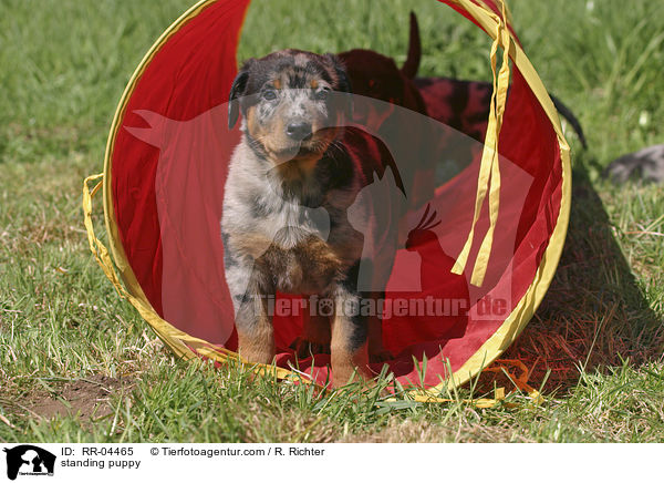 stehender Beauceron Welpe / standing puppy / RR-04465