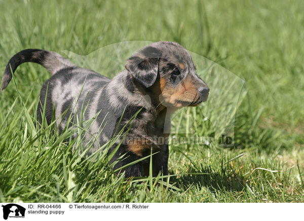 stehender Beauceron Welpe / standing puppy / RR-04466