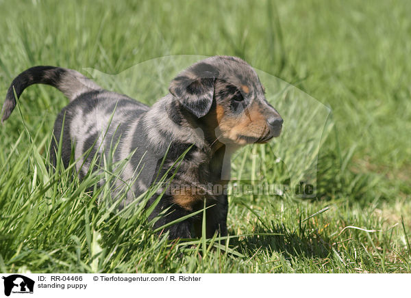 standing puppy / RR-04466