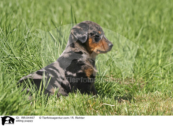 sitzender Beauceron Welpe / sitting puppy / RR-04467