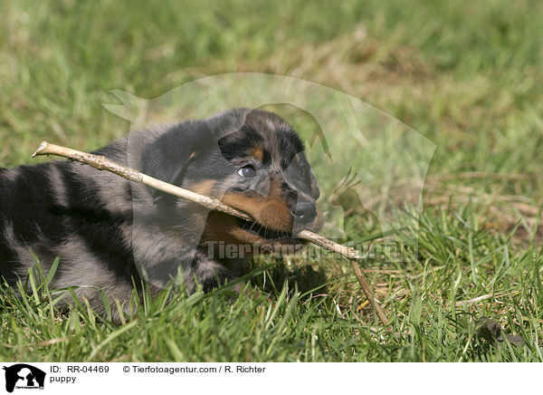 Beauceron Welpe mit Stckchen / puppy / RR-04469