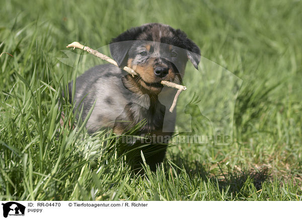 Beauceron Welpe mit Stckchen / puppy / RR-04470