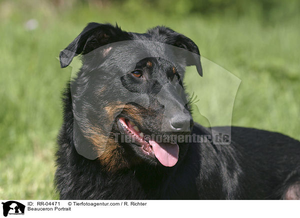 Beauceron Portrait / Beauceron Portrait / RR-04471