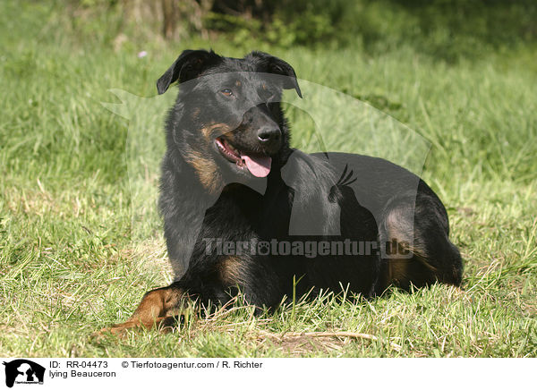 liegender / lying Beauceron / RR-04473