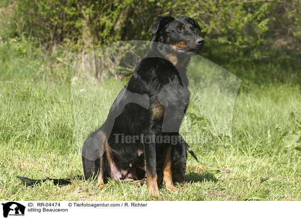 sitzender / sitting Beauceron / RR-04474