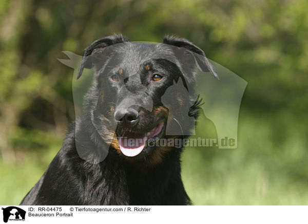 Beauceron Portrait / Beauceron Portrait / RR-04475