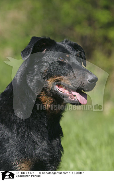 Beauceron Portrait / Beauceron Portrait / RR-04476