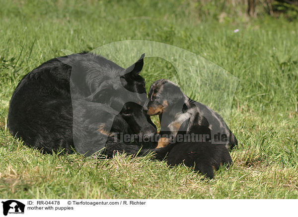 Hundemutter mit Welpen / mother with puppies / RR-04478
