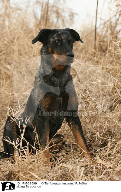 sitzender Beauceron / sitting Beauceron / PM-03599