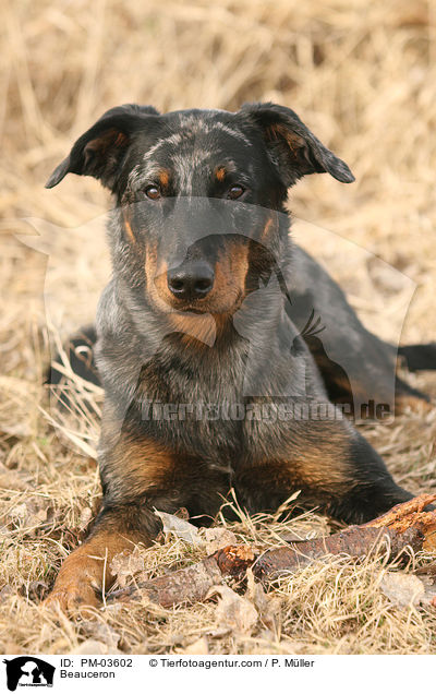 Beauceron / Beauceron / PM-03602