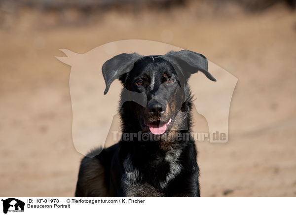 Beauceron Portrait / Beauceron Portrait / KF-01978